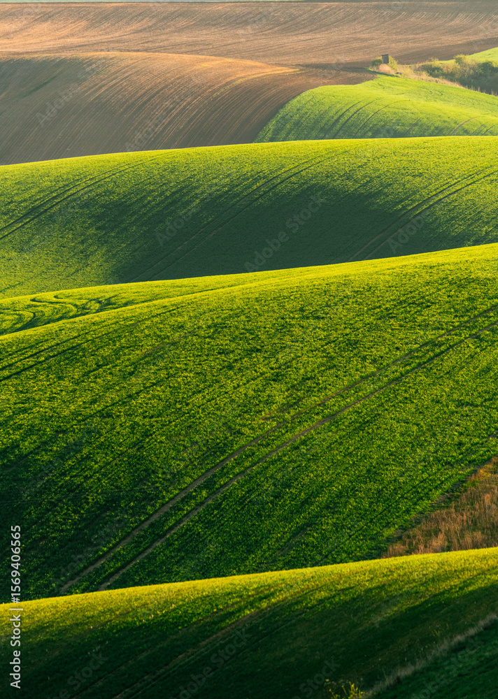 Obraz premium Rolling Green Hills with Crops