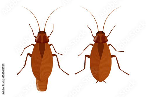 Male and female cockroach showing sexual dimorphism on white background