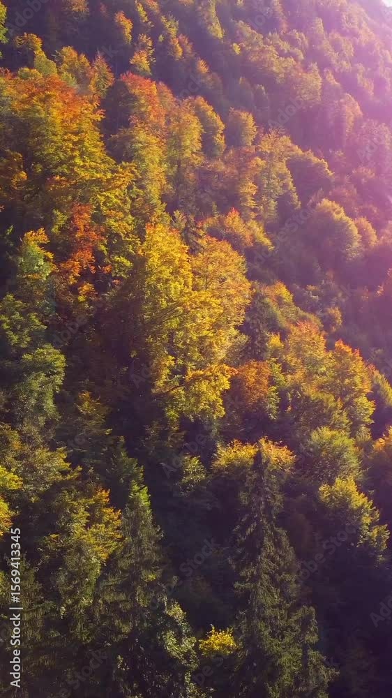 autumn forest in the morning autumn forest in the morning