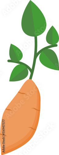 Cassava Manihot esculenta