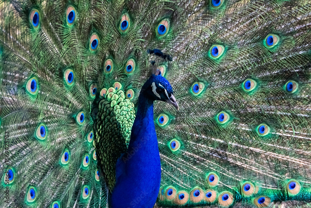 Obraz premium Beautiful male peacock is showing off his bright blue, green colors, by opening his train of feathers in Ostrava zoo. Version V.