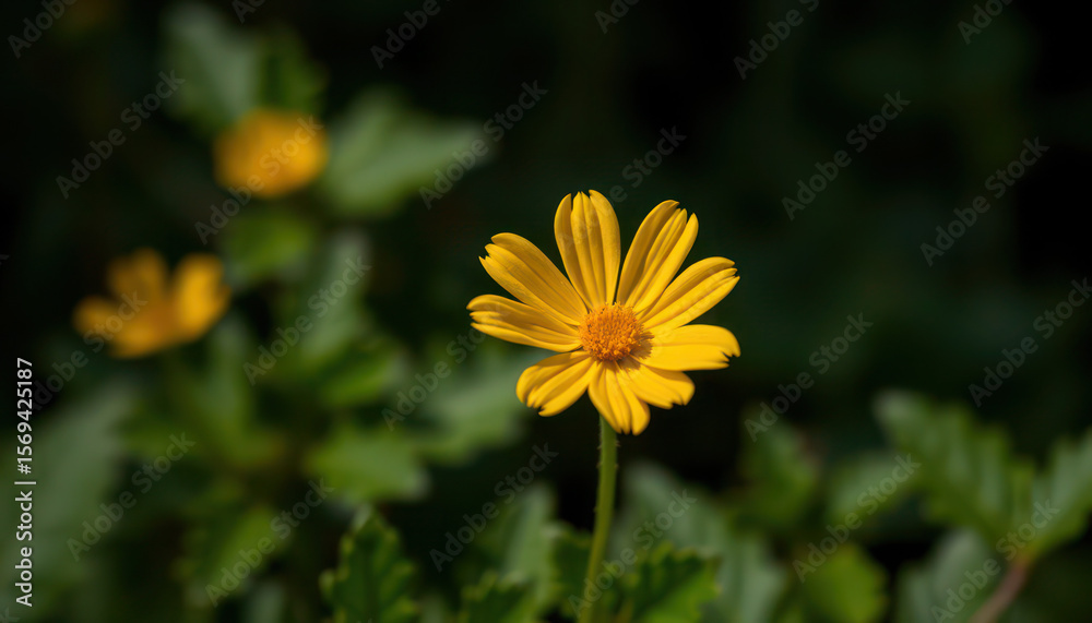 Close-up of a vibrant yellow flower in a garden setting. Close-up of a vibrant yellow flower in a garden setting.