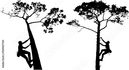 Arborists Climbing Trees Silhouette - Tree Care and Forestry Workers
