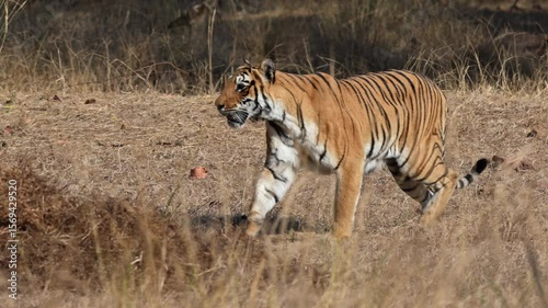 slow motion of running Bengal tiger (Panthera tigris tigris) on the hunt, Tadoba-Andhari Tiger Reserve, India, Asia