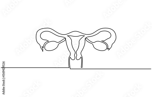 Continuous line drawing of women's Uterus and Ovary. One line Female reproductive system, Vector minimalist linear illustration, Isolated flat illustration hand draw contour on.