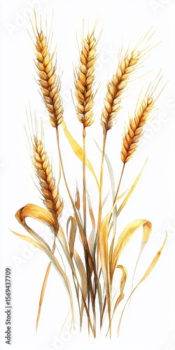 Closeup of Ripe Wheat Stalks Against a Pure White Backdrop