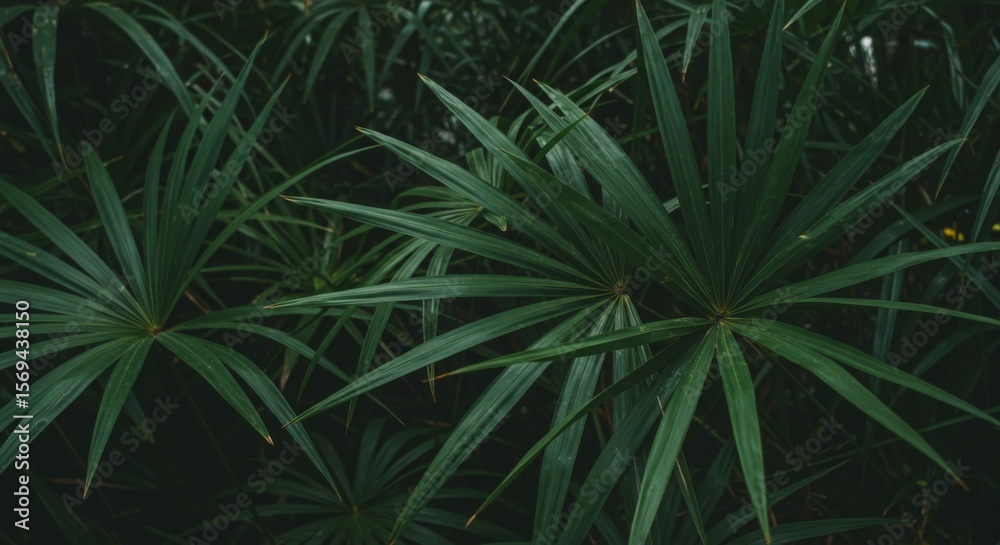 Fototapeta premium Dark Green Tropical Foliage Background