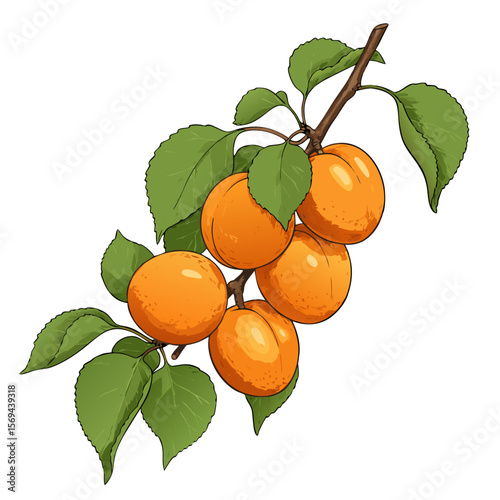 Fresh apricots on branch with green leaves in illustration style  