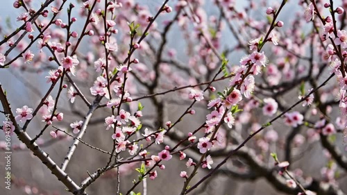 Spring blooming plum tree branches covered with pink flowers