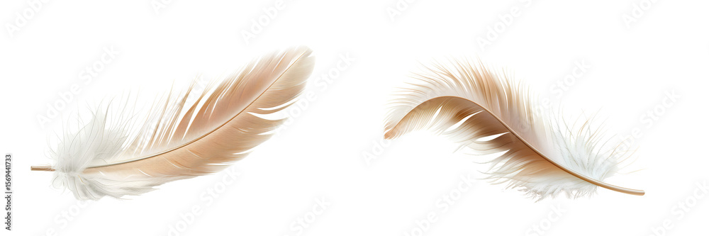 Obraz premium Set of realistic soft white and beige feathers isolated on transparent background