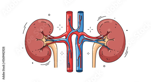 Understanding the human kidney anatomy and its vital functions