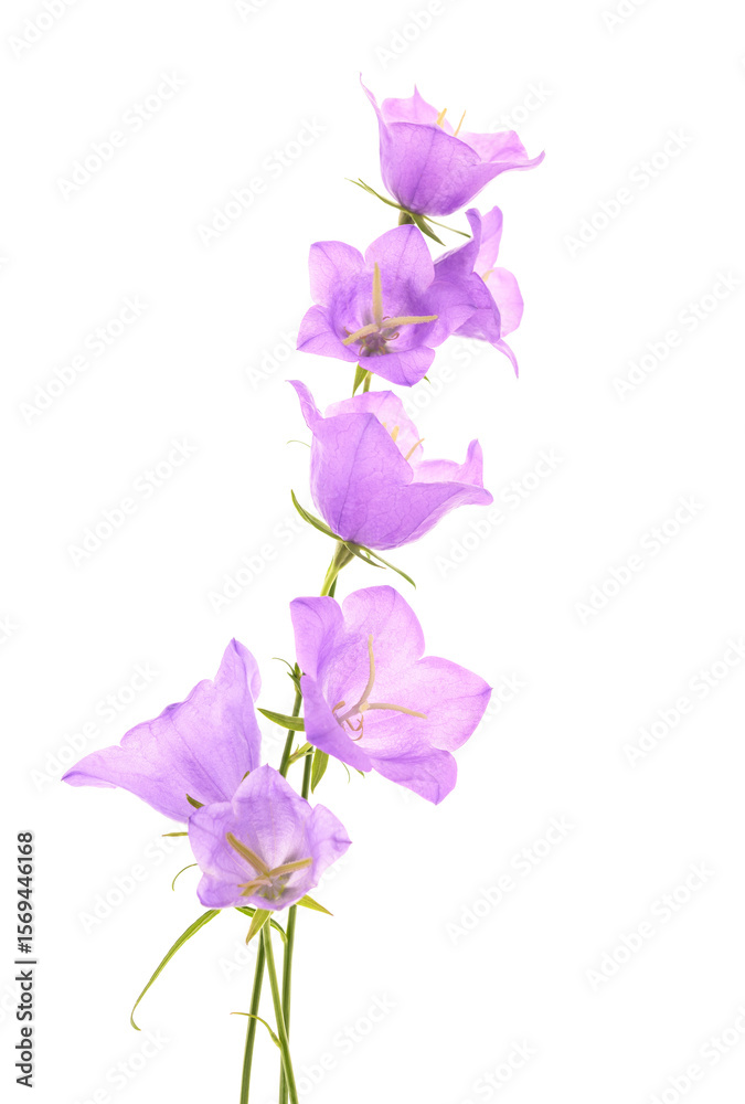 Obraz premium Peach leaf bellflowers