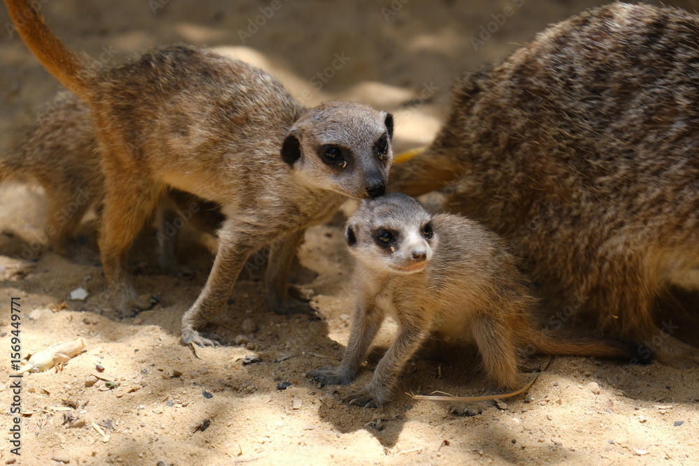 Fototapeta premium A charming photo series featuring a family of meerkats in their sandy habitat. The images capture natural behavior such as resting, digging, watching the surroundings, and interacting with each other.