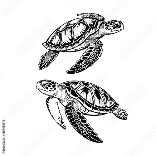 turtle reptile black illustration