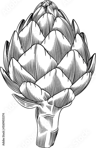 Vector of a artichoke. vector Artichoke hand drawn vegetable black white. Vintage line art illustration of an artichoke