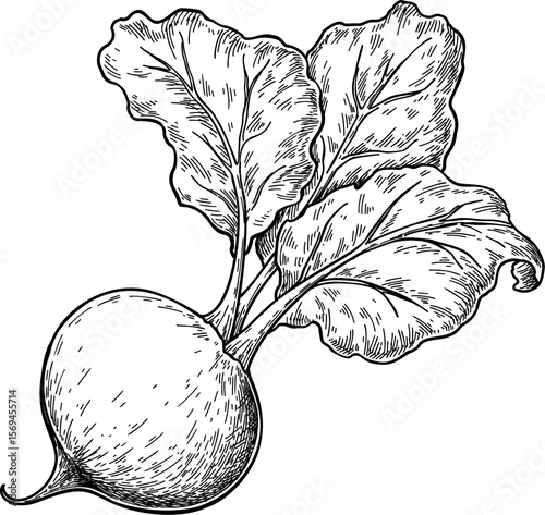 Hand drawn vector illustration of a Beet root. A detailed illustration of a beet with leaves isolated on white background. A modern, hand-drawn outline of a beet in doodle form