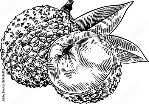vector illustration of Lychee on white background