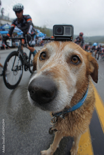Close up of a dog with a gopro camera on its head at a bicycle race event outdoors