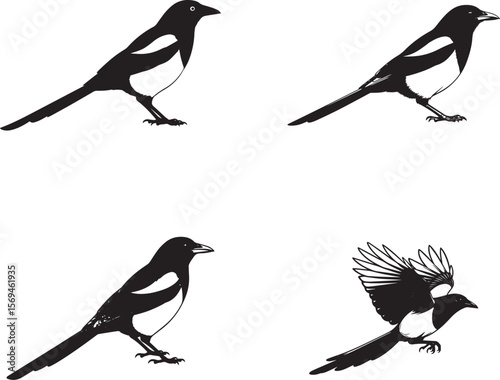 Magpie  Silhouettes