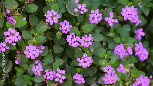 Vibrant pink flowers bloom lush garden, showcasing natures beauty with delicate petals and rich foliage, evoking joy