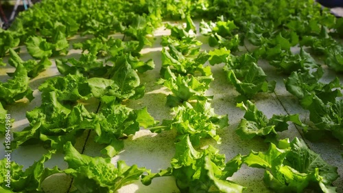 Vibrant Green Lettuce Grows in Hydroponic Farming, Showcasing Organic Agriculture and Healthy Vegetable Growth Patterns