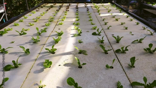 Hydroponics Revolution Sustainable Growth of Nutrient Rich Plants in Innovative Agriculture and Gardening Techniques