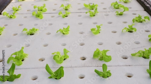 Hydroponics Revolution Growing Vibrant Green Lettuce Plants in Controlled Agriculture for Optimal Growth and Gardening Success