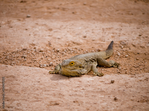 Frilled neck Lizard on dry barren reddish brown soil