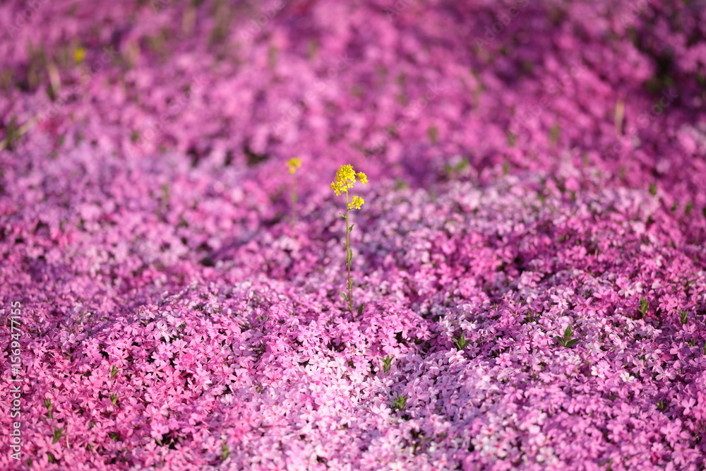 Fototapeta premium 早朝の陽射しに照らされる芝桜と黄色い花