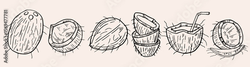Tropical coconut set, hand drawn exotic fruit. Summer vacation vector ink illustration. Fresh coconut print, aloha Hawaii bar menu design objects. Tropical coconut clipart.