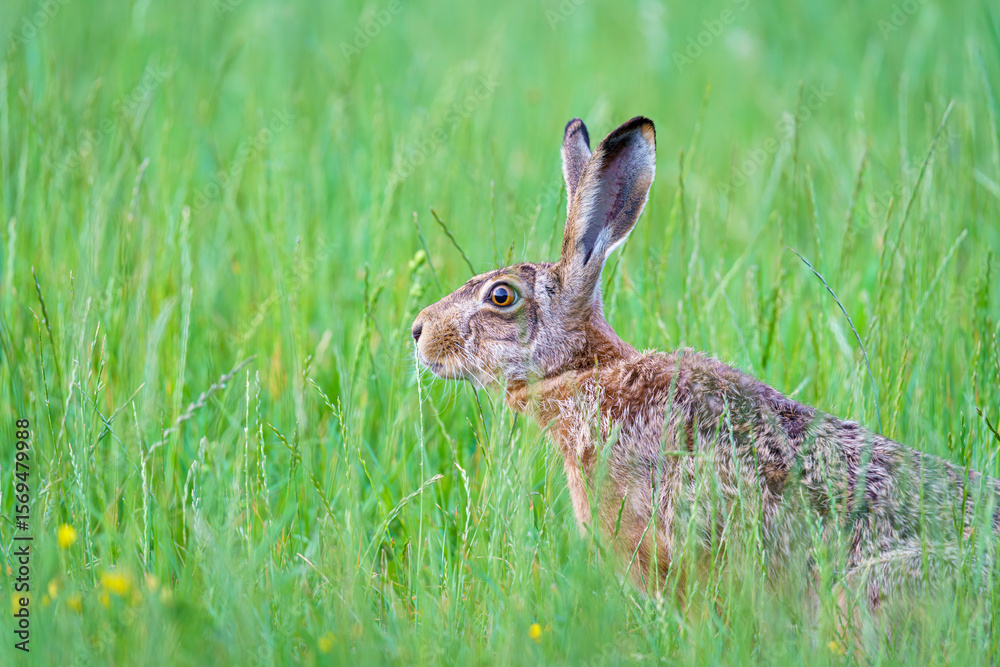 Fototapeta premium zając szarak w zielonej trawie