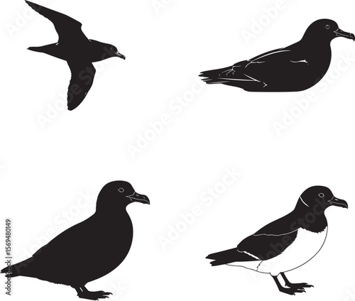 Manx Shearwater Silhouette