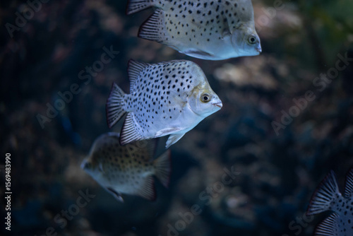 Scatophagus argus is a species of tropical freshwater and brackish water fish. 