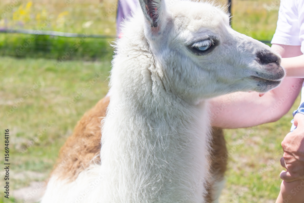 Obraz premium man petting llama animal close up, man's hand petting llama