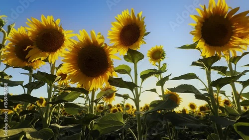 Golden Yellow Sunflower Plant in Field in Warm Sunlight