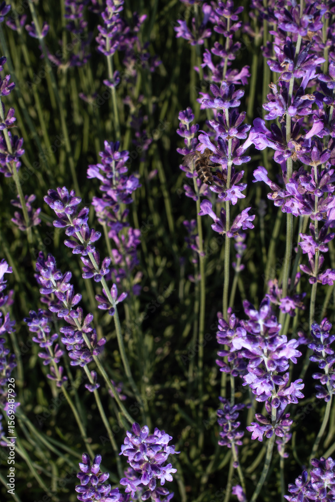 Naklejka premium lavender flowers in the garden