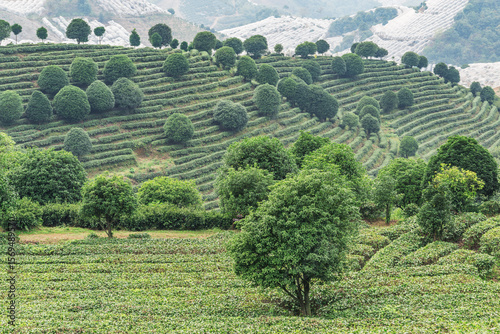 Aerial view of tea mountain plantation.