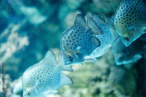 Canvastavla Scatophagus argus is a species of tropical freshwater and brackish water fish