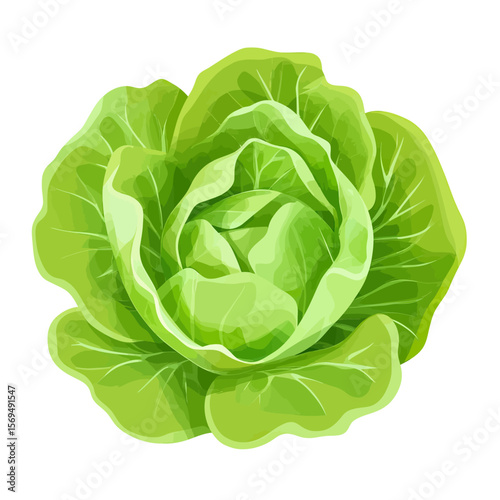 Fresh green lettuce head with crisp leaves isolated on white background healthy vegetable for cooking and salad ingredient illustration