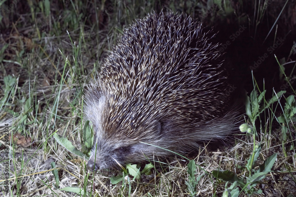 Naklejka premium Closeup of European Hedgehog Walking Through Grass at Night
