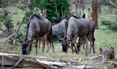 Blue wildebeest in the Okavango delta