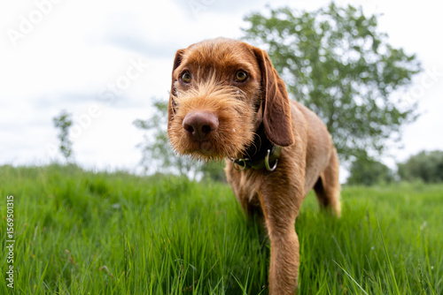 a wirehaired vizsla running in forest