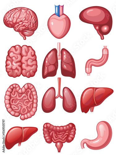 vector set of human internal organs