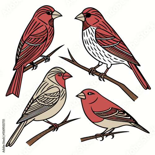 A vector illustration of a small brown robin perched on a branch, featuring detailed feathers and beak, perfect for nature and wildlife themes