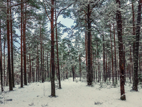 Forest in Estonia, covered with snow. Winter seasonal landscape