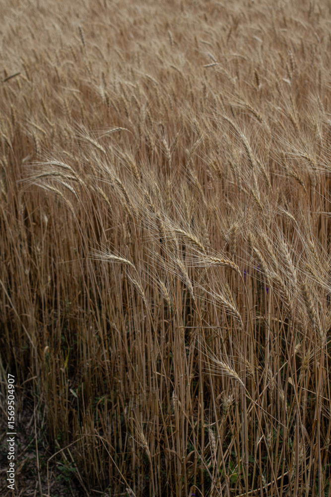 custom made wallpaper toronto digitalfield of wheat