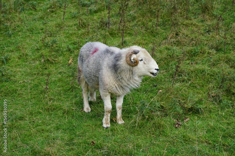 Obraz premium Sheep with Curled Horns on Grassy Field