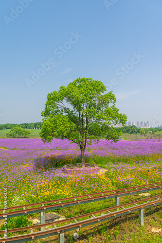 Wuhan Hua Bo Hui Scenic Spot Spring Scenery