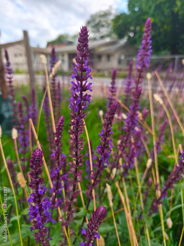 Obraz premium Close-up of fragrant Nepeta bush with vibrant purple flowers and lush green foliage. Natural lighting highlights delicate petals and textured leaves. Ideal for garden, nature, floral, and aromatic 