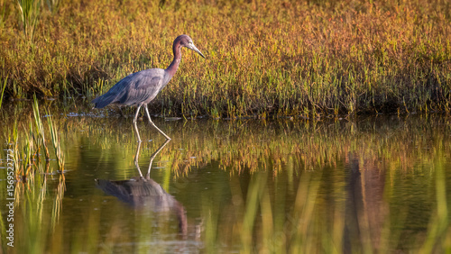 Fotografie A little blue heron wading in the shallow water of the salt marsh along the Tolo